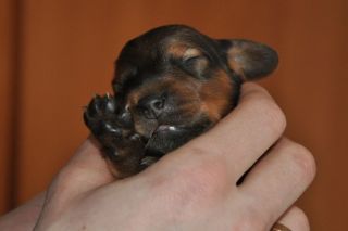 Jamniki d�ugow�ose